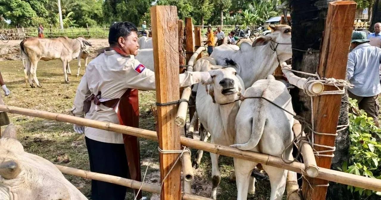 ពេទ្យសត្វកំពង់ឆ្នាំង ចុះចាក់វ៉ាក់សាំងការពារជំងឺសារទឹកសត្វគោ របស់ប្រជាកសិករ នៅឃុំច្រេស ស្រុកកំពង់ត្រឡាច