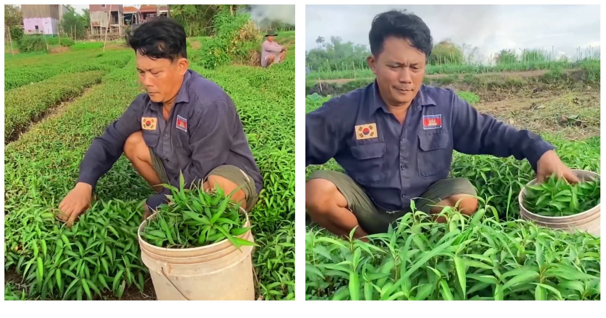 លោក សេង លាង កសិករដាំជី នៅឃុំរំចែក ស្រុកកំពង់សៀម ចាប់មុខរបបដាំជី ងាយស្រួលដាំដុះ និងថែមទាំងជួយផ្គត់ផ្គង់ជីវភាពប្រចាំថ្ងៃក្នុងគ្រួសារ